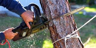  , USA Tree Care Services Pros